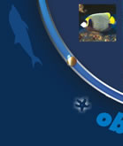 Vision Sous marine Ile de la R�union.