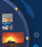 Vision Sous marine Ile de la R�union.