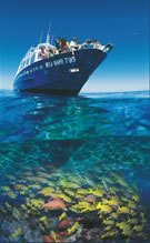 Vision Sous marine Ile de la R�union.